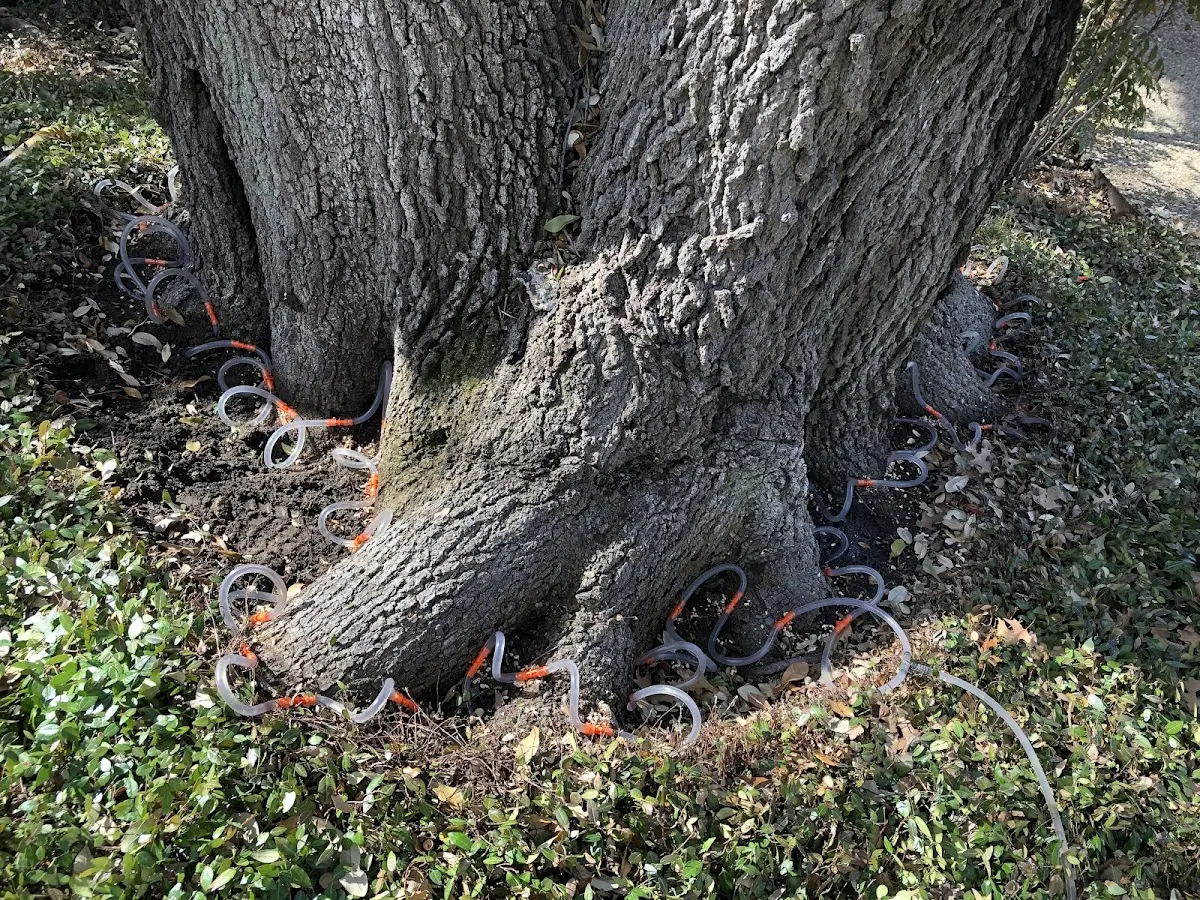 Detailed Tree Cabling and Bracing job site in Berne